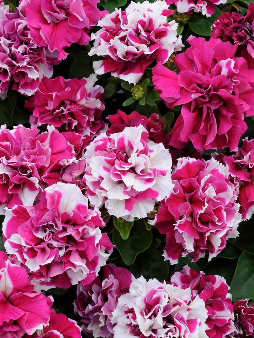 PETUNIA DOUBLE DUO MIX