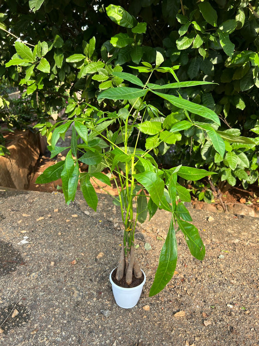 Pachira bonsai