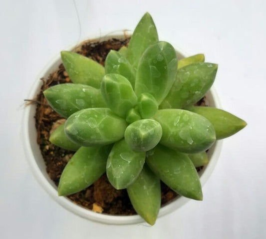 Pachyphytum compactum