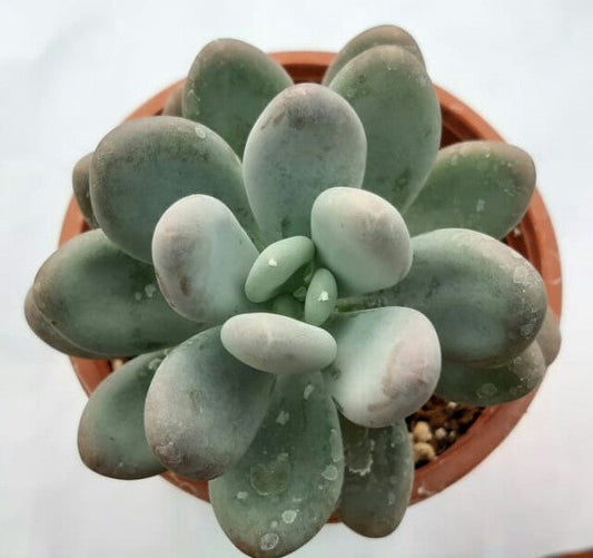 Pachyphytum oviferum