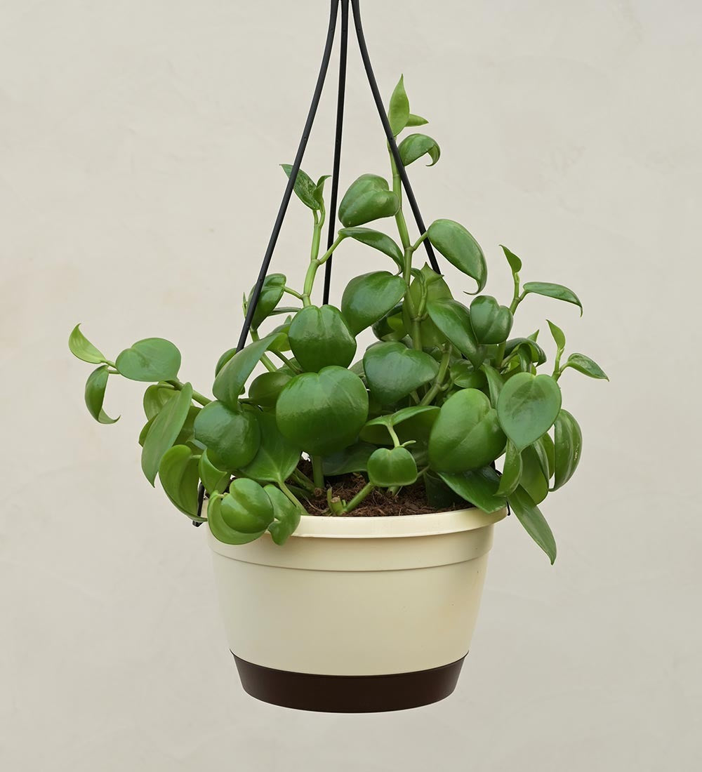 Peperomia Green Creeper with Hanging Planter