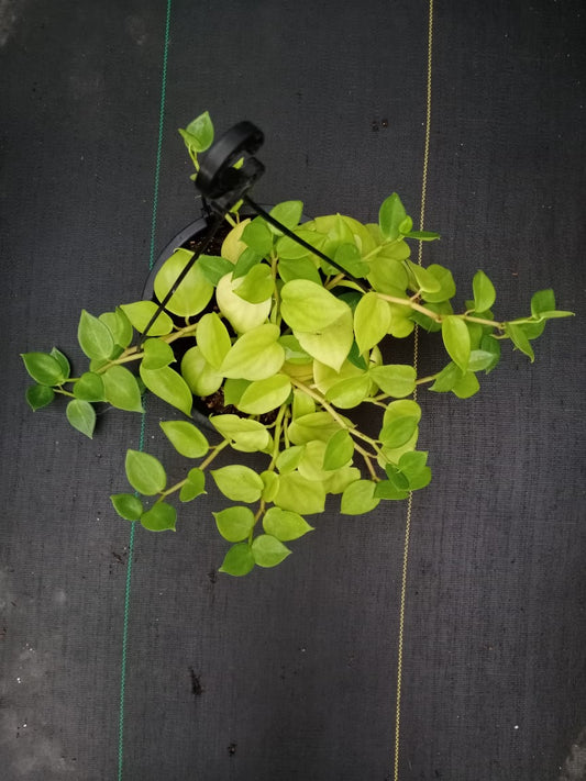 Peperomia green