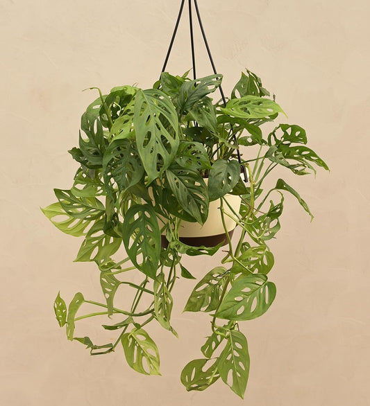 Philodendron Broken Heart With Hanging Pot