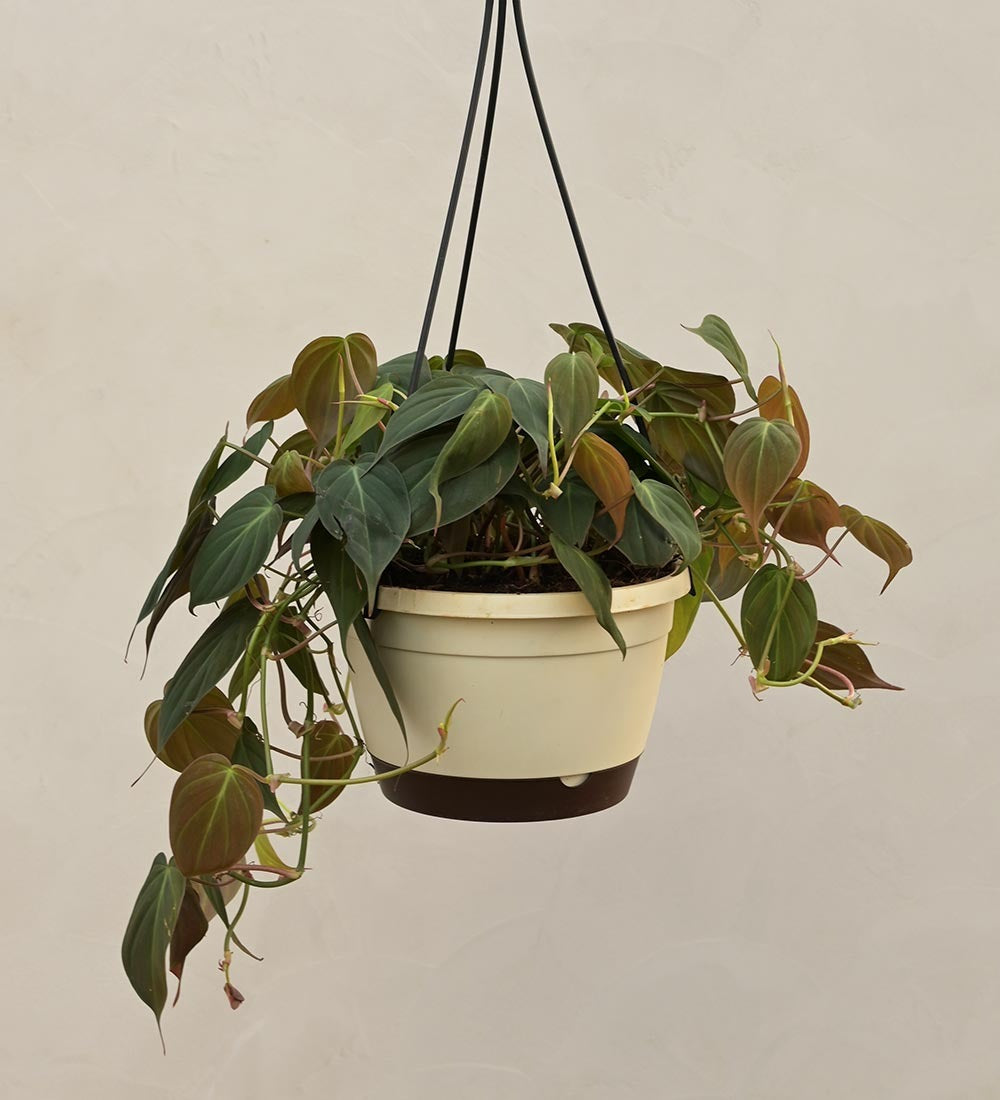 Philodendron Micans Plant With Hanging Pot