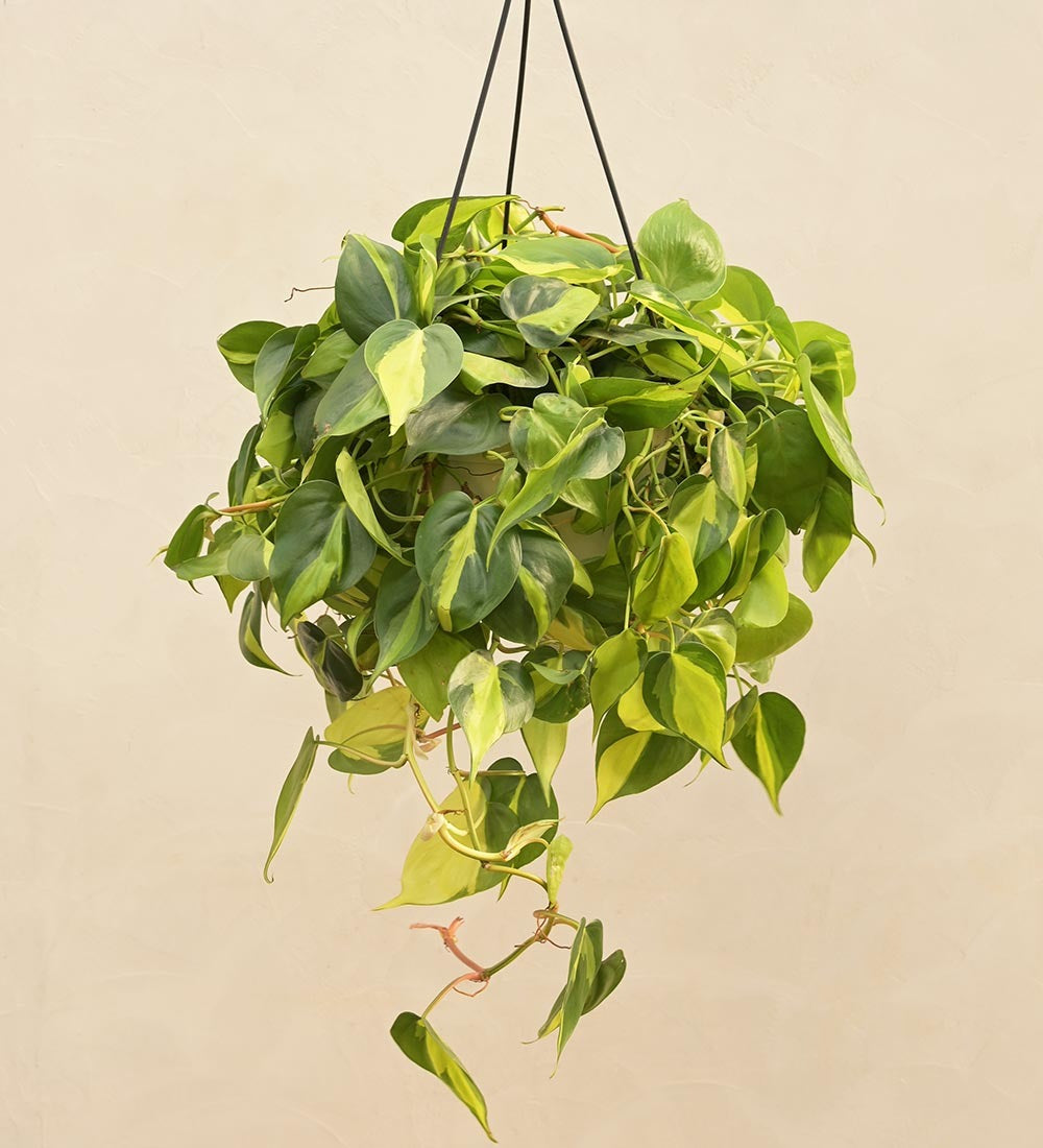 Philodendron Oxycardium Brasil With Hanging Pot