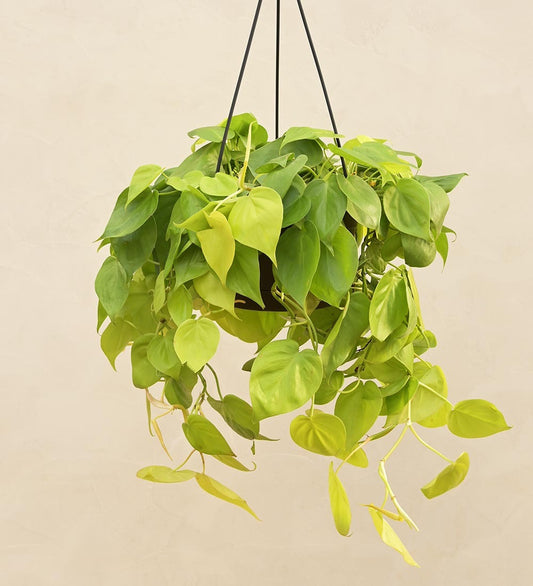 Philodendron Oxycardium Golden with Hanging Pot