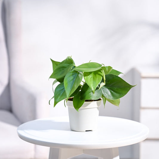 Philodendron Oxycardium Green Plant