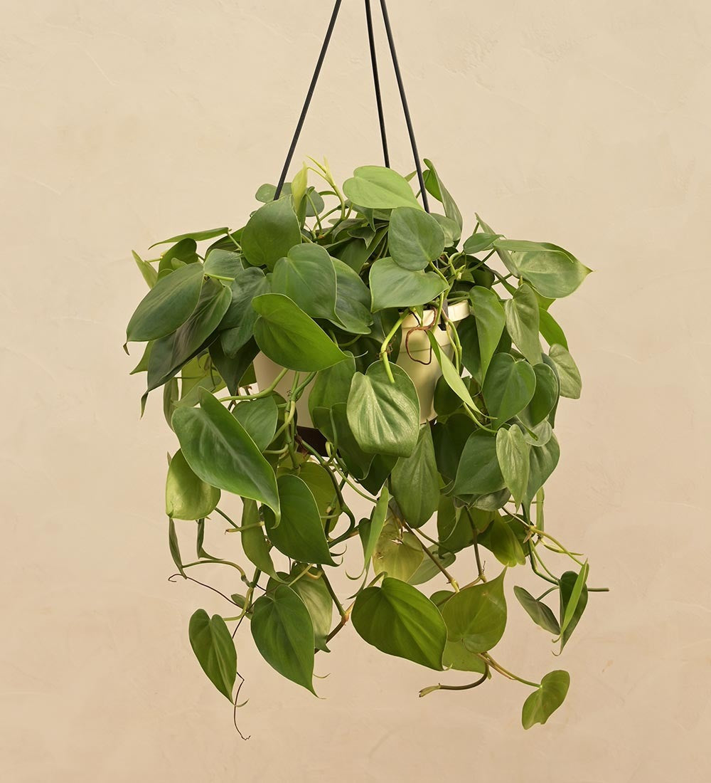 Philodendron Oxycardium Green With Hanging Pot