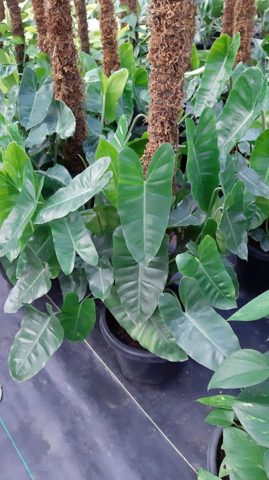 Philodendron Kerala hybrid mounted