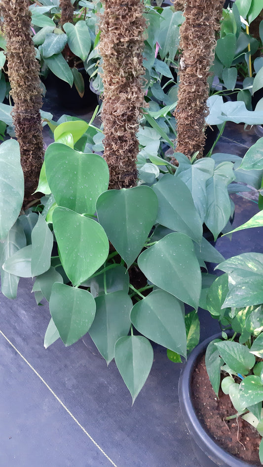 Philodendron Microstictum mounted