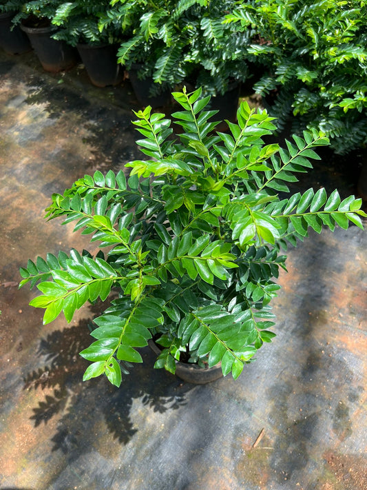 Phyllanthus