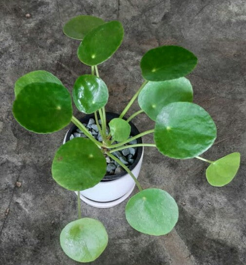 Pilea peperomioides