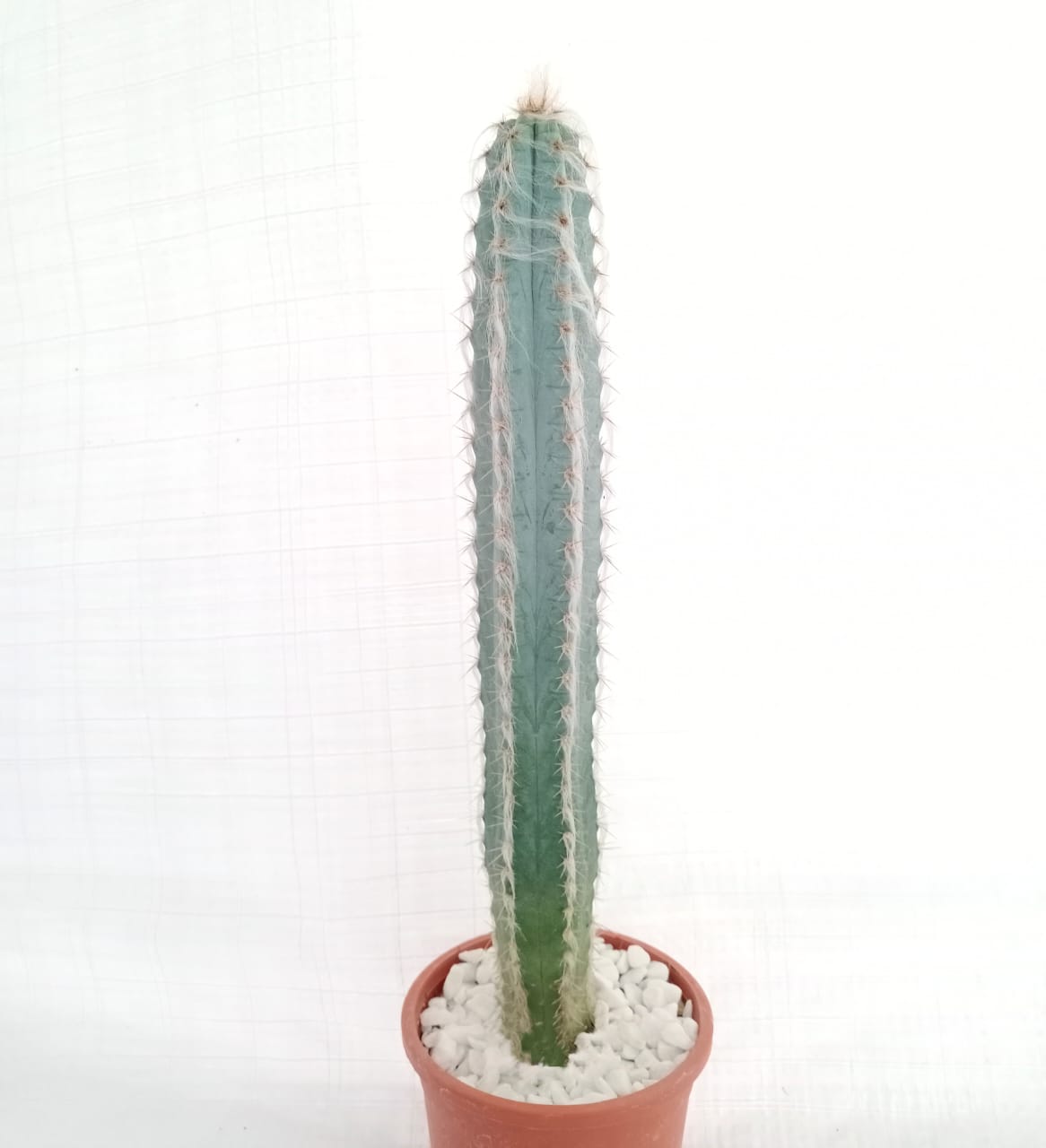 Pilosocereus palmeri