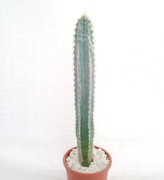 Pilosocereus palmeri