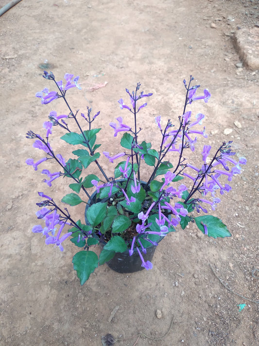 Plectranthus Mona lavender