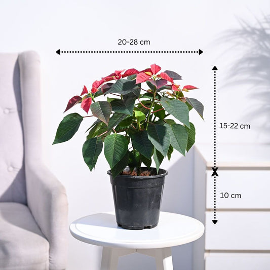 Poinsettia Red Plant with Oslo Planter