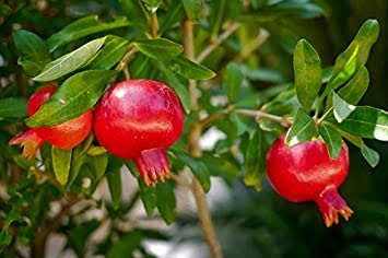 Pomegranate Bhagua