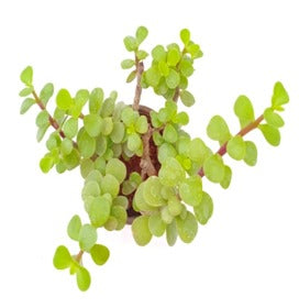 Portulacaria afra