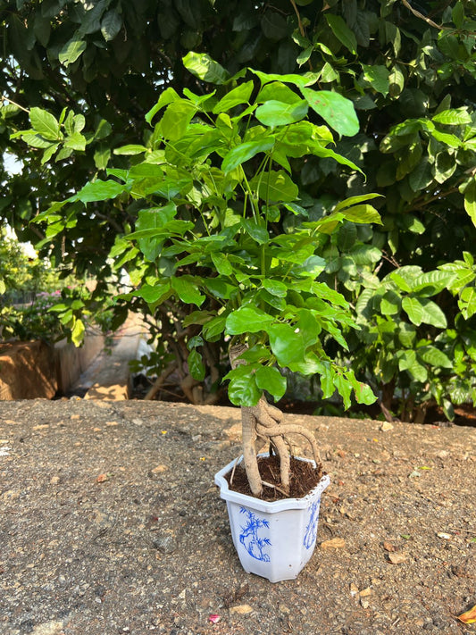 Radermachira bonsai