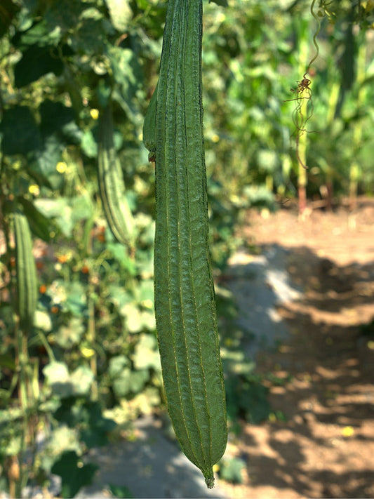 Ridge Gourd