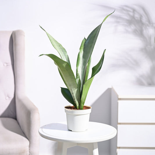 Sansevieria Moonshine - Snake Plant