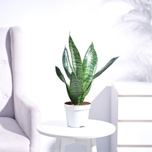 Sansevieria Superba Green - Snake Plant