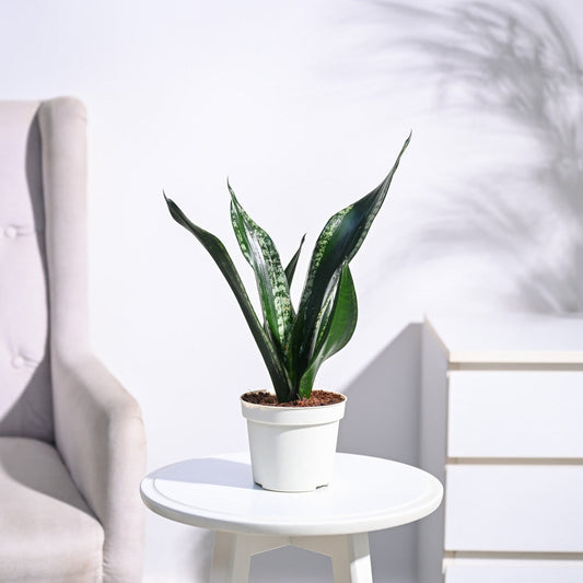 Sansevieria Whitney - Snake Plant