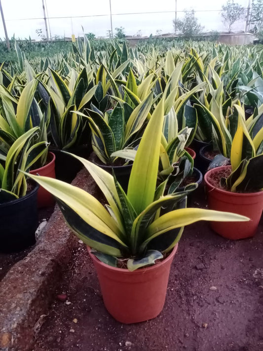 Sansevieria