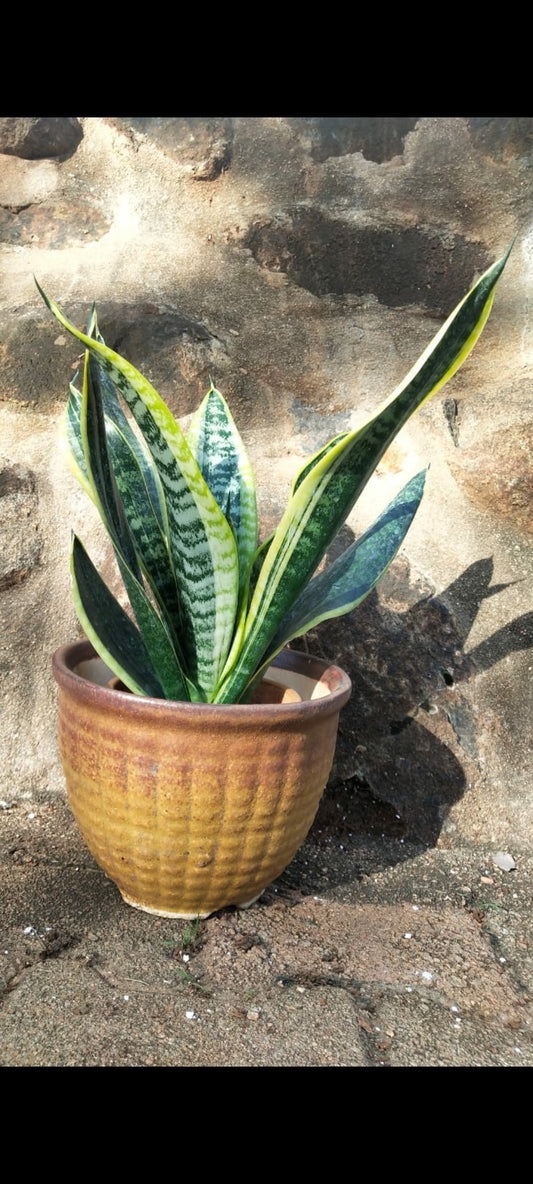 Sansevieria Futura superba