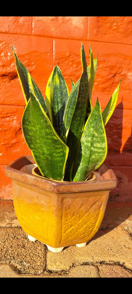 Sansevieria Golden flame