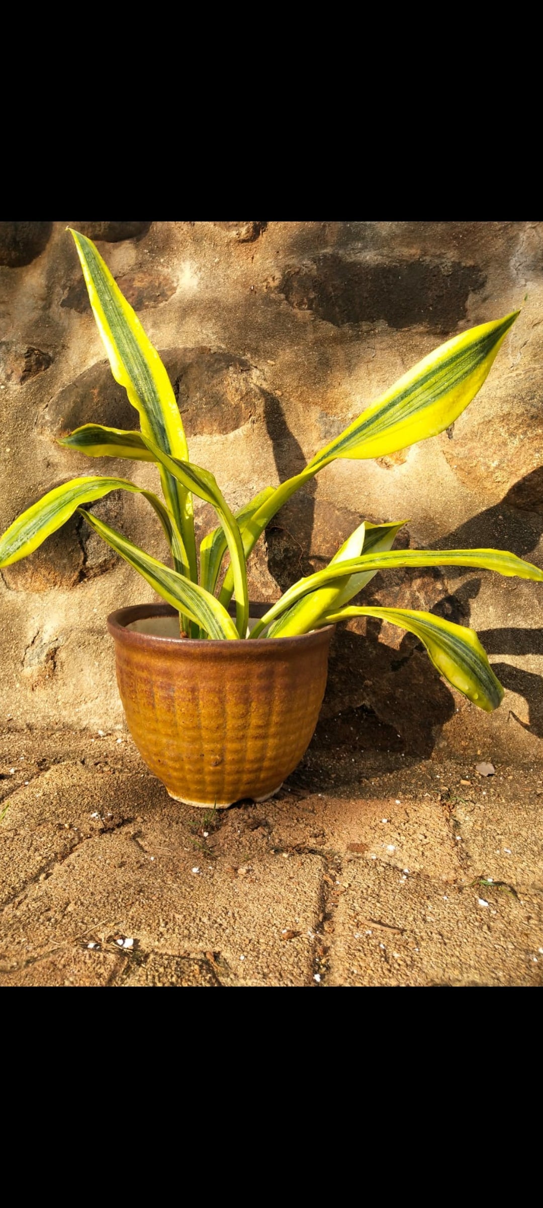 Sansevieria Guanensis Aurea