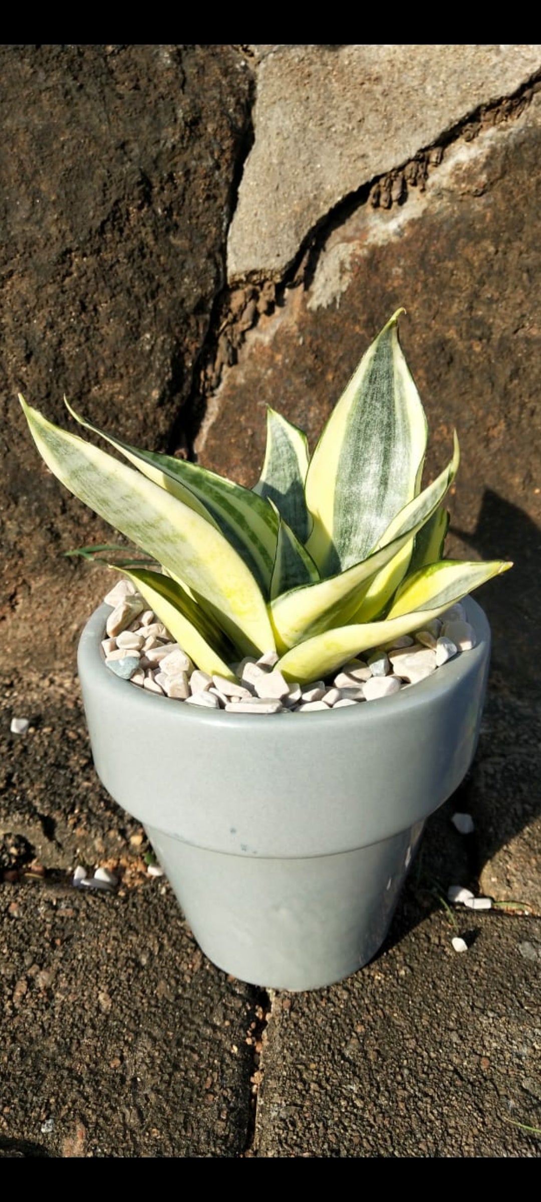 Sansevieria Hahnii gold