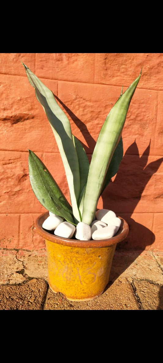 Sansevieria Moonshine