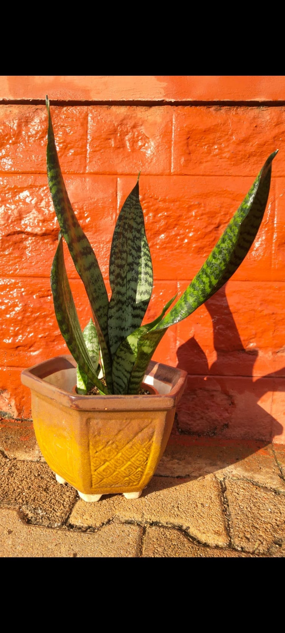 Sansevieria Trifasciata