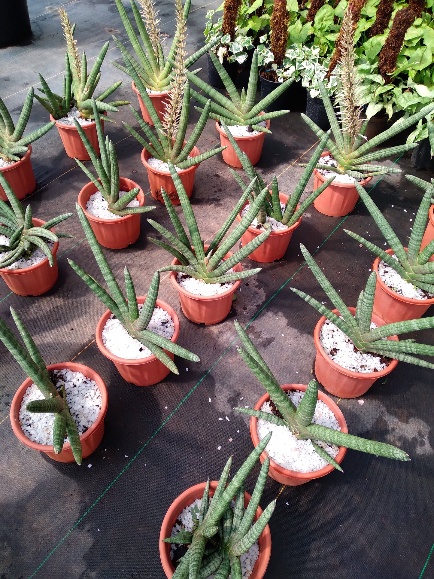 Sansevieria boncel