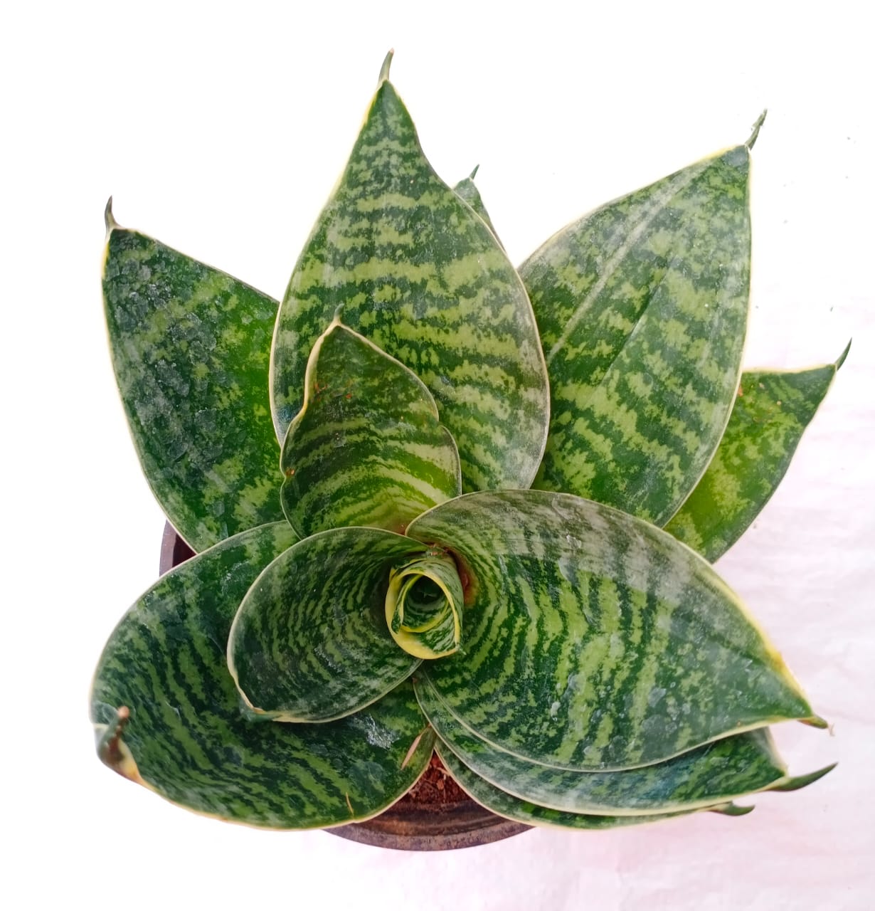 Sansevieria hahnii