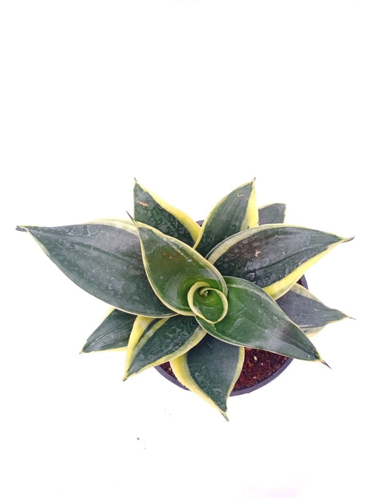 Sansevieria hahnii black jack