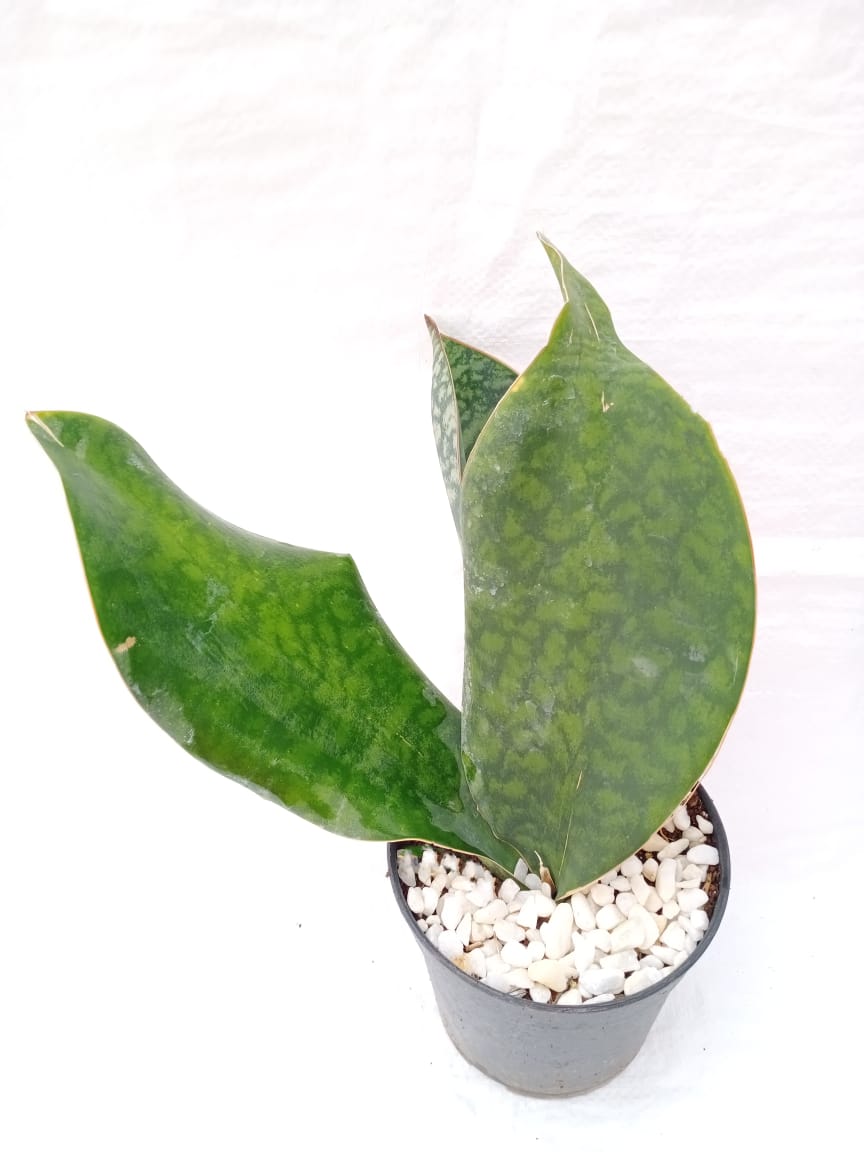 Sansevieria masoniana