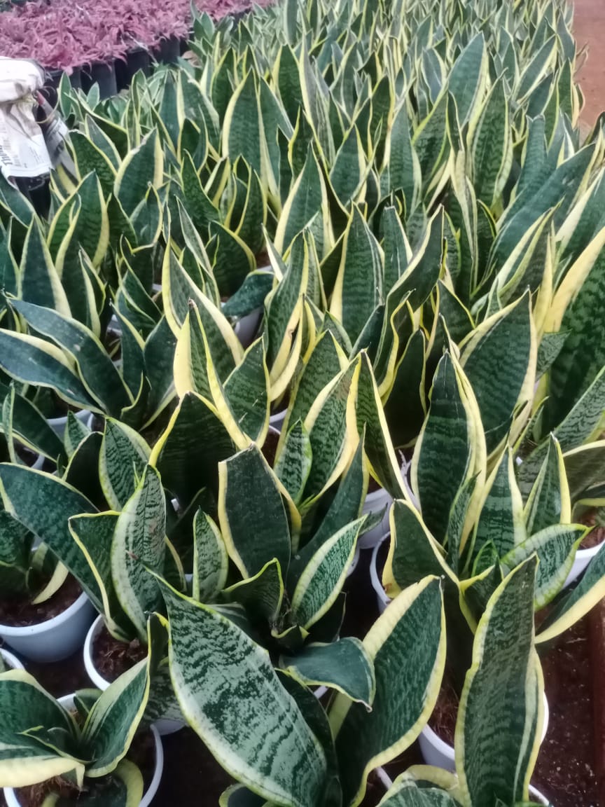 Sansevieria mix