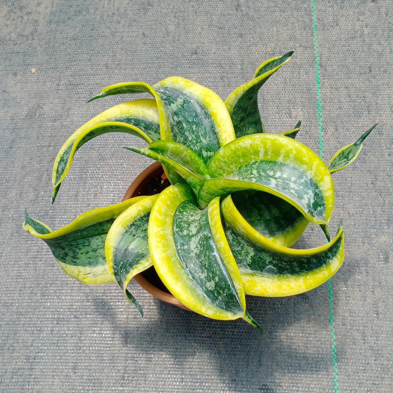 Sansevieria twister