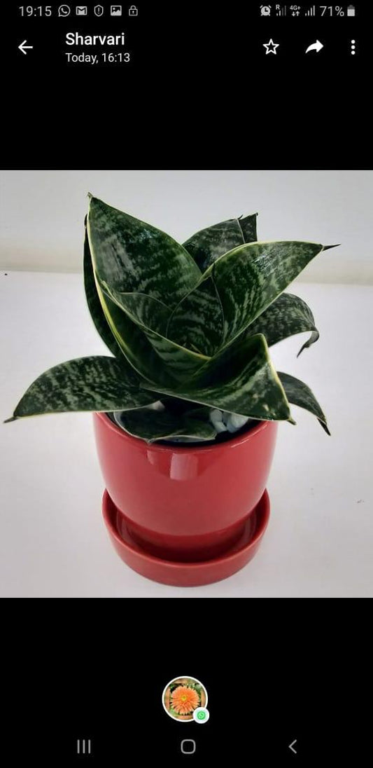 Sansevieria