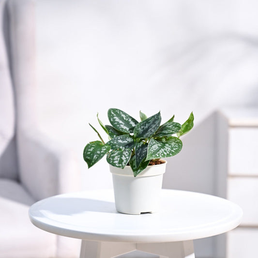 Satin Pothos Argyraeus