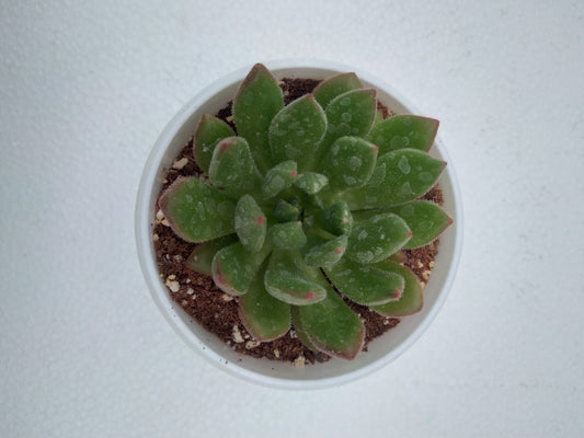 Sedeveria hybrid