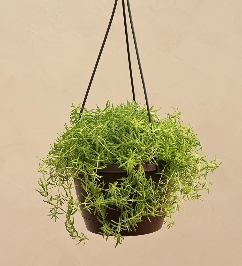 Sedum Golden With Hanging Pot