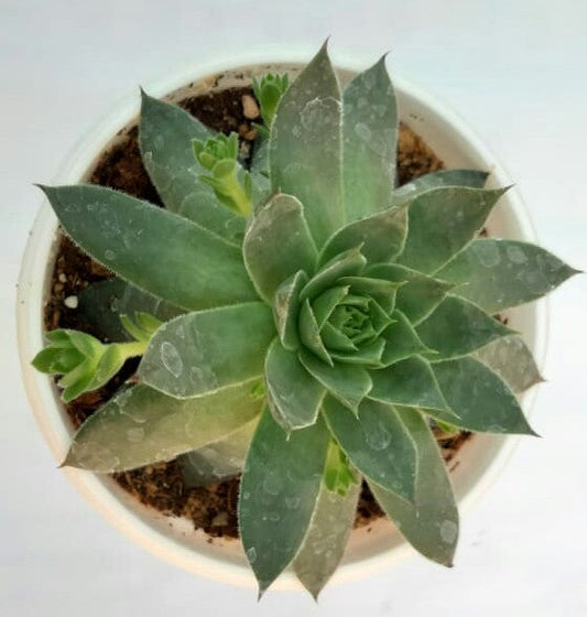 Sempervervivum tectorum