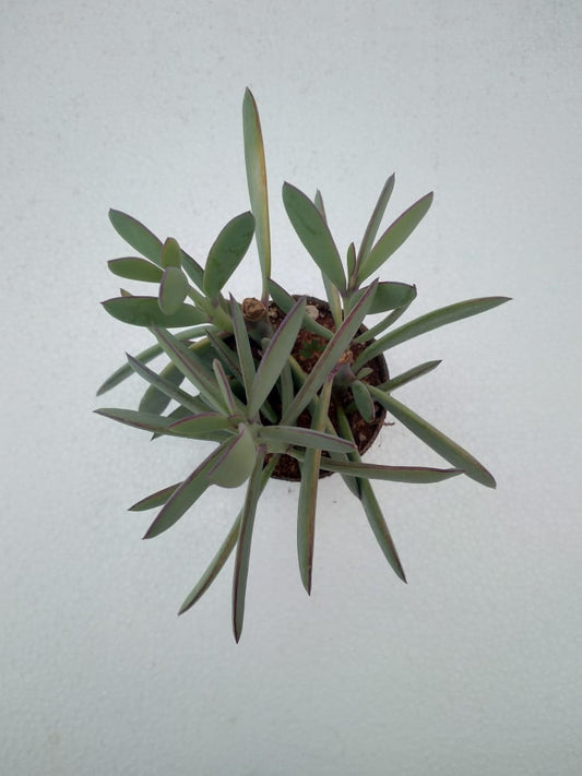 Senecio crassissimus