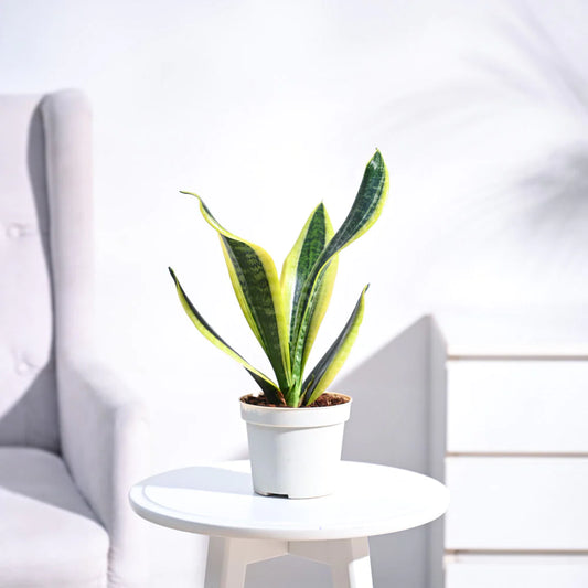 Snake Plant - Futura Superba