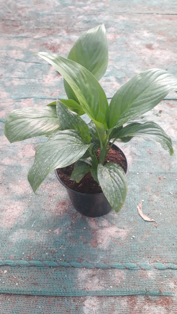 Spathiphyllum