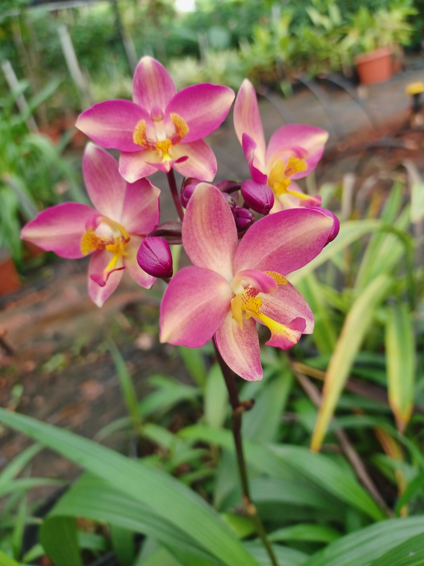 Spathoglattis Plicata ground orchid