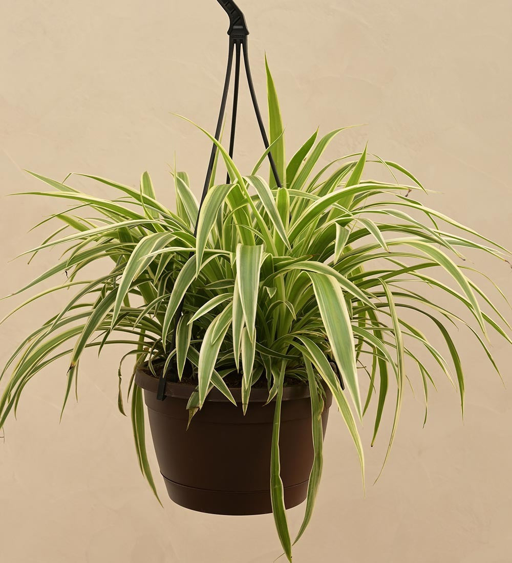 Spider Plant With Hanging Pot